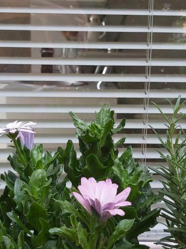 Apartamento Charmant Studio Sur Cour � Saint-rambert Lyon 9e