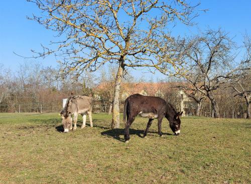 Apartamento Saint Martin - Calme & Nature