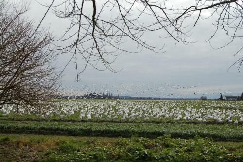 Hostal Skagit Valley Farmland View Cabin