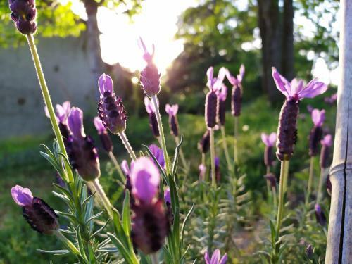 Bed & Breakfast Maison D'h�tes Les Beaux Chenes