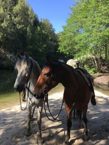 Agroturismo Chjassi Di Livesi