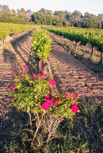 G�te De La Sabli�re Vignoble Aixois Et Piscine