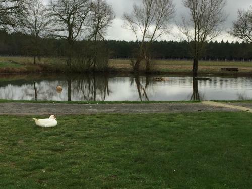 La Maison Des Canards