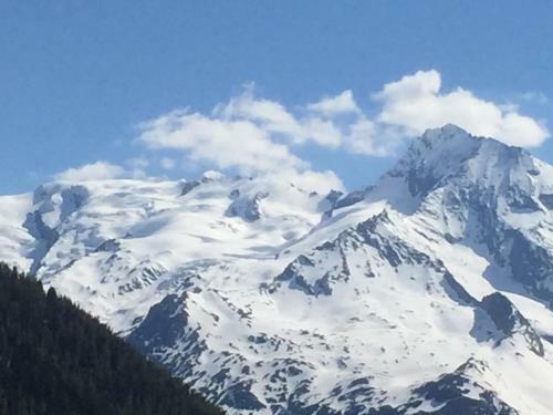 Le Petit Saint Bernard