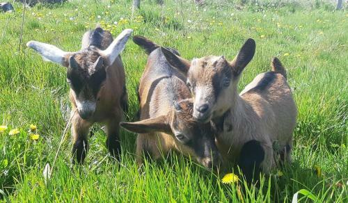 Jardin Du Lot & Carotte