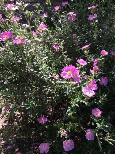 Le Mazet Des Joncs En Provence