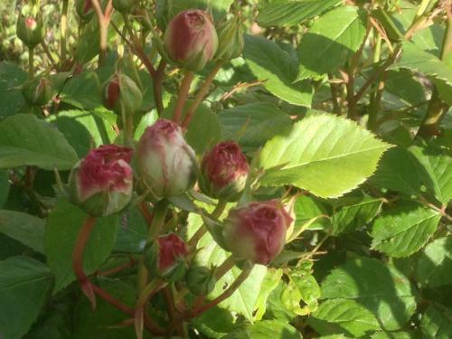 Gites Le Ch�ne & Le Tilleul
