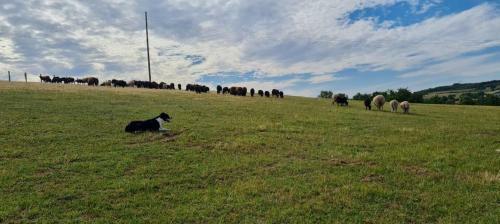 Une Pause Sur La Colline