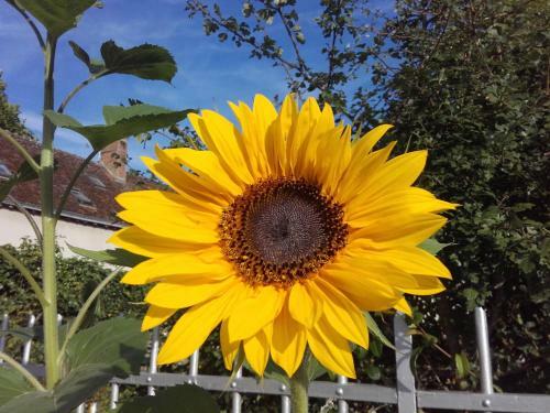 Bed & Breakfast Les Hirondelles Du Moulin