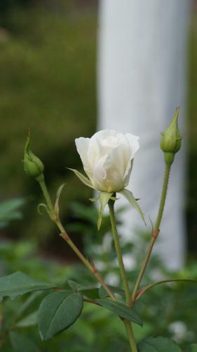 Bed & Breakfast Les Terrasses De Templeuve