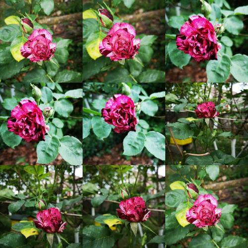 Bed & Breakfast Villa Le Cloky