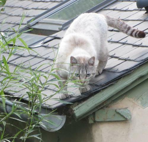 Les Maricotais G�te Le Cr�cerelle