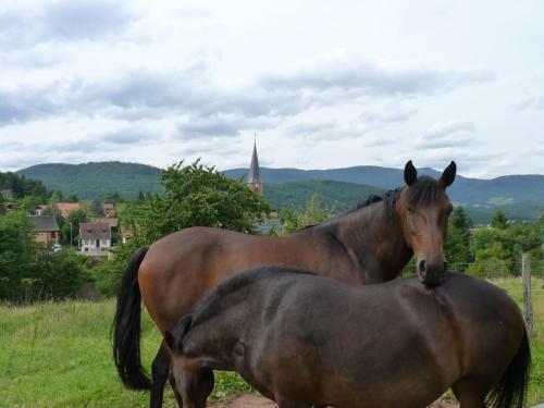 Les Cerisiers