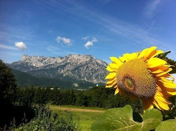 Hostal Gasthof Pension David