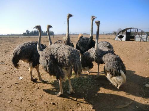 Agroturismo Les Roulottes De La Ferme De L'autruche Dromoise