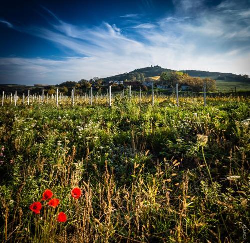 Hostal Penzion Proneco