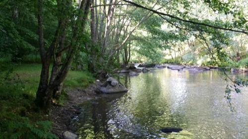 Les Foug�res Du Lac