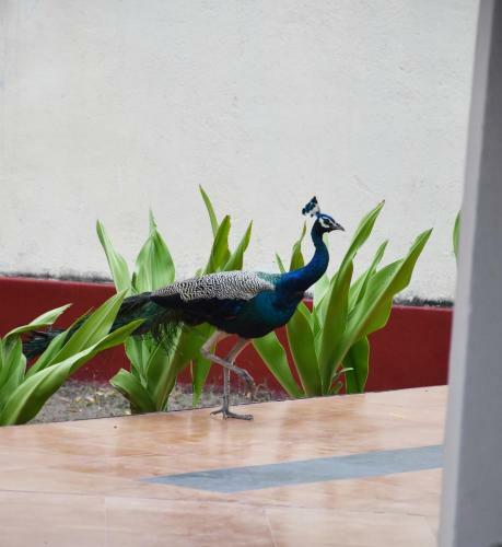 Nilaveli Crystal Blue Hotel