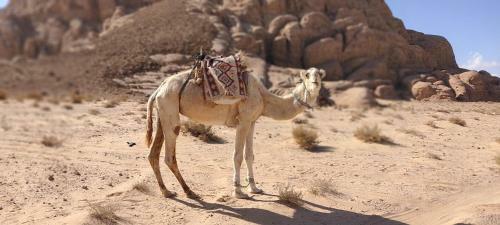 Wadi Rum Desert Eid Camp & Cave & Tours