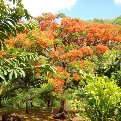 Nature Paradise, Villa & Cottage