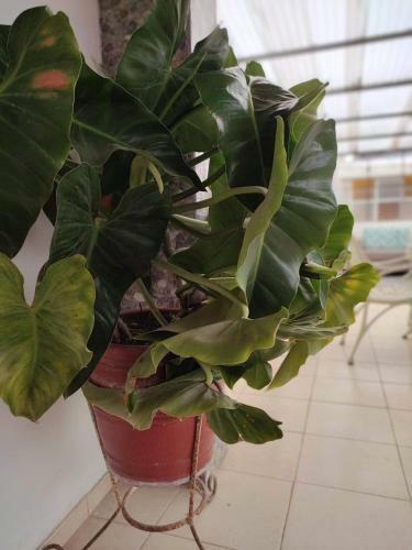 Apartamento Posada Bonita