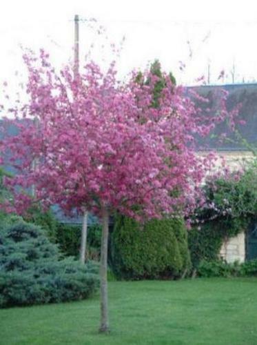 Le Clos De La Chapelle - G�te Les Glycines