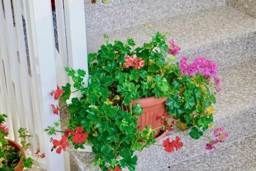Rosette Apartment