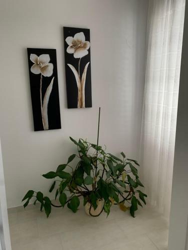 Apartments Pahljina