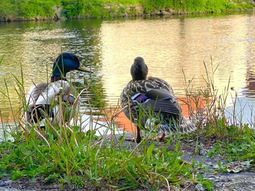 Apartm�ny Rosenberg - Lipno