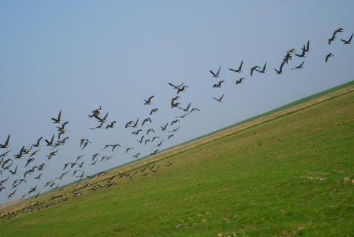Apartamento De Vuurtoren - Amelander Kaap