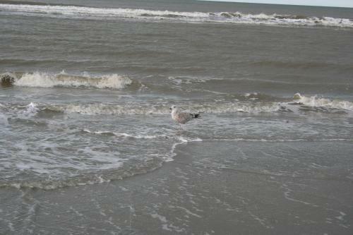 Apartamento Appartement Tjerk