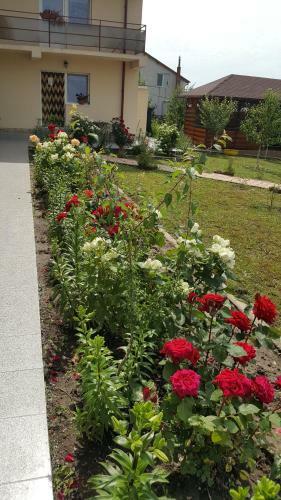 Hostal Timona- Camere De �nchiriat