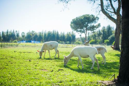 Agroturismo Monte Do Lago, Peg�es