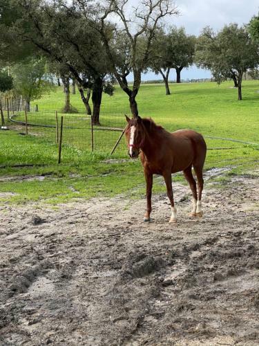 Agroturismo Monte Do Lago, Peg�es