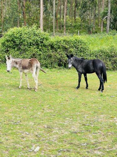 Agroturismo Monte Do Lago, Peg�es
