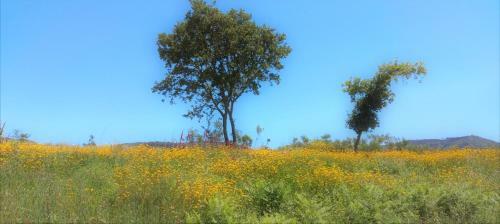 Bed & Breakfast O Homem Verde