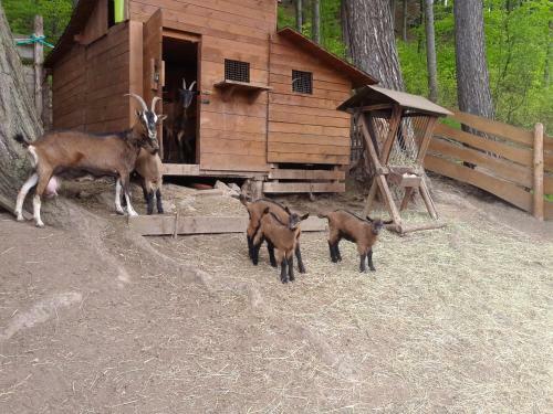 Ubytov�n� - ?ern� Hora II