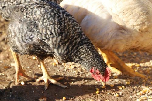 Apartamento Casa Do Quintal�o