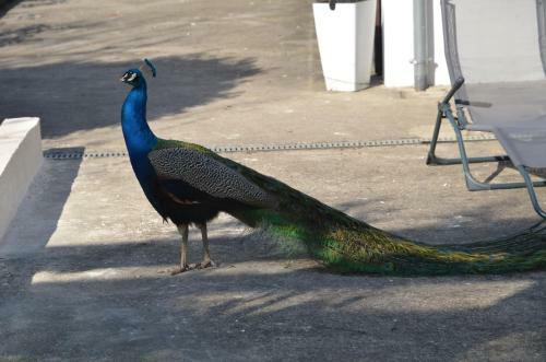 Bed & Breakfast La Grande Jaougue