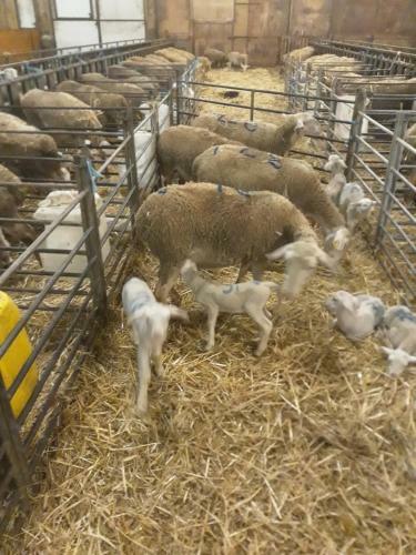 G�te � La Ferme
