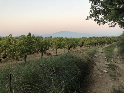 Modern Villa In Carpentras With Swimming Pool