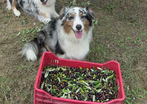 Apartamento Agriturismo Frallarenza