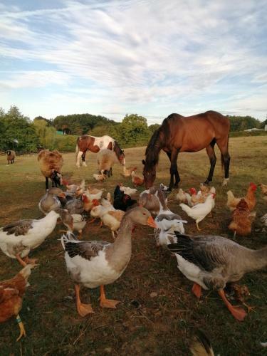 Bed & Breakfast Domaine De La Castagn�re