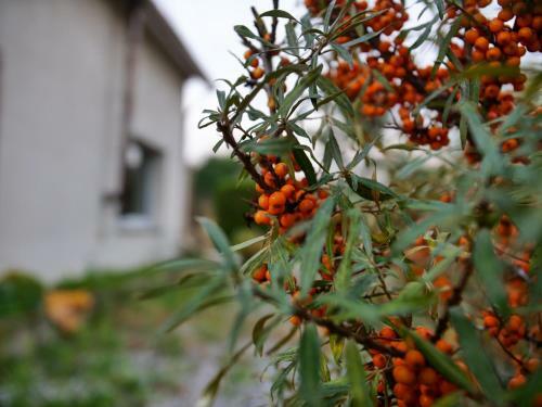 Cottage Des Pins - 6 Pers, Jacuzzi, Jardin, Parking
