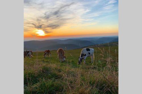 Apartamento Appartement Avec Terrasse Privative