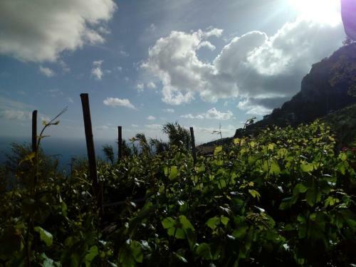 Apartamento Il Vigneto