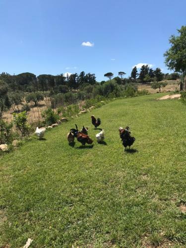 Agroturismo Agriturismo Is Conchisceddas