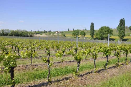 Apartment In Lazise - Gardasee 38604