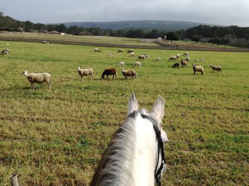 Es Pas Formentera Agroturismo