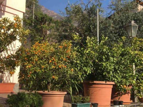 Apartamento La Casa Degli Ulivi